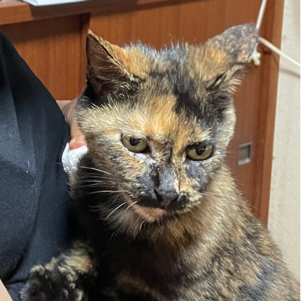 Original photo of Sophia